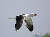 Uccelli charadriiformi 13 - Zafferano.jpg